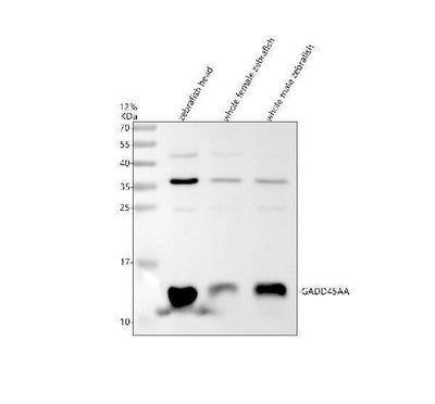 Anti-Zebrafish GADD45AA Antibody Picoband® Boster Bio