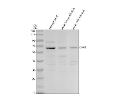Anti-Zebrafish GAD65/GAD2 Antibody Picoband® Boster Bio