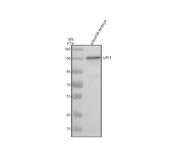 Anti-Zebrafish UPF1 Antibody Picoband® Boster Bio