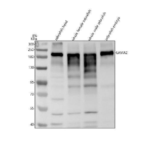 Anti-Zebrafish LAMA2 Antibody Picoband® Boster Bio