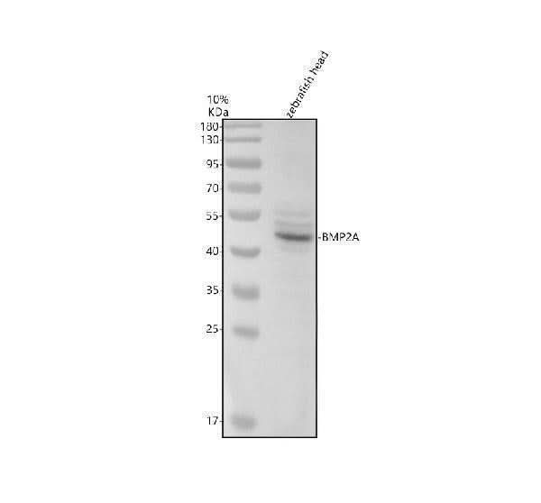 Anti-Zebrafish BMP2A Antibody Picoband® Boster Bio