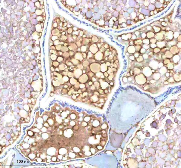 Anti-Zebrafish NDR1 Antibody Boster Bio
