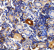 Anti-Zebrafish APOEB Antibody Picoband®