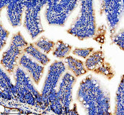 Anti-Zebrafish APOEB Antibody Picoband®