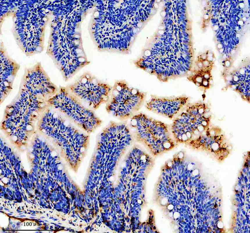 Anti-Zebrafish APOEB Antibody Picoband®