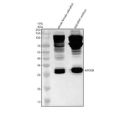 Anti-Zebrafish APOEB Antibody Picoband®