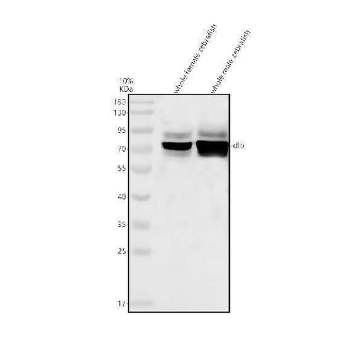 Anti-Zebrafish DLB Antibody Picoband® Boster Bio