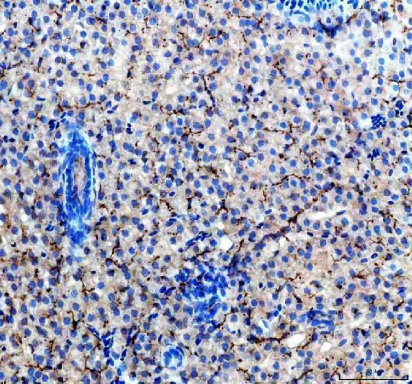 Anti-Zebrafish ACVR1L Antibody Boster Bio