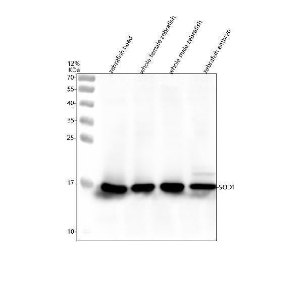 Anti-Zebrafish SOD1 Antibody Picoband® Boster Bio