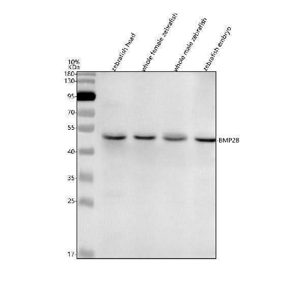 Anti-Zebrafish BMP2B Antibody Picoband® Boster Bio