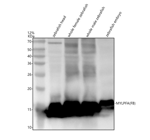 Boster AZO93409 validation image 1