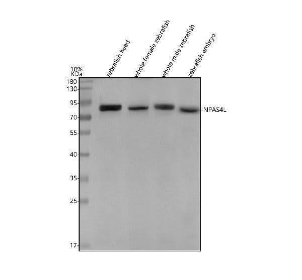 Anti-Zebrafish NPAS4L Antibody Picoband® Boster Bio