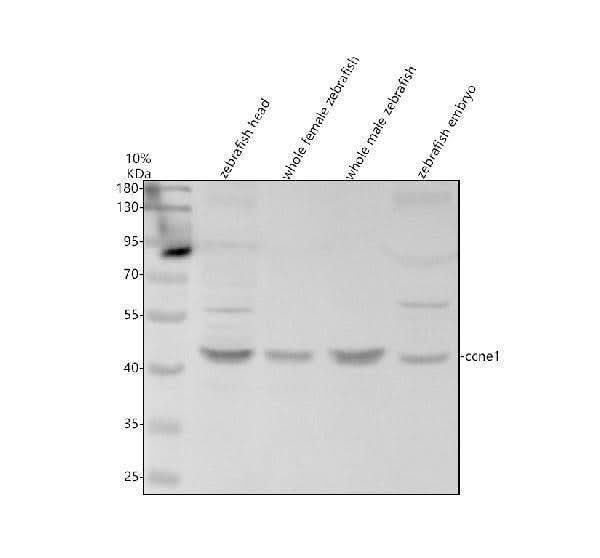 Anti-Zebrafish Cyclin E1/CCNE1 Antibody Picoband® Boster Bio