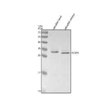 Anti-Zebrafish DLX2A Antibody Picoband® Boster Bio