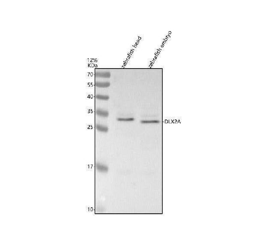 Anti-Zebrafish DLX2A Antibody Picoband® Boster Bio