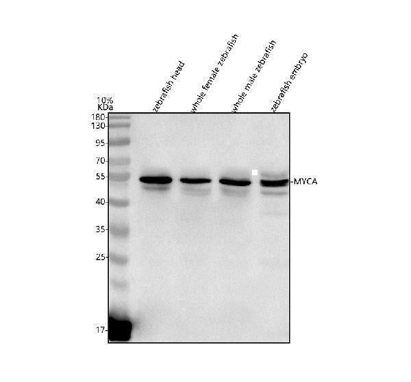 Anti-Zebrafish MYCA Antibody Picoband® Boster Bio