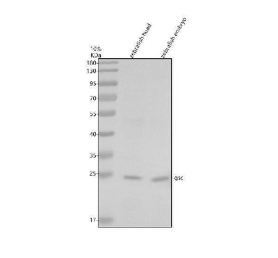 Anti-Zebrafish GSC Antibody Picoband® Boster Bio