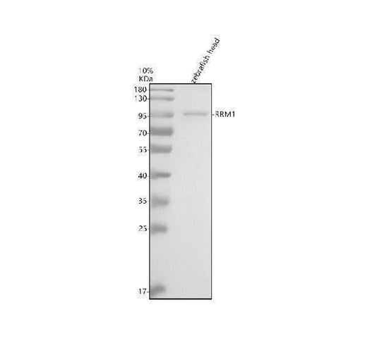 Anti-Zebrafish RRM1 Antibody Picoband® Boster Bio