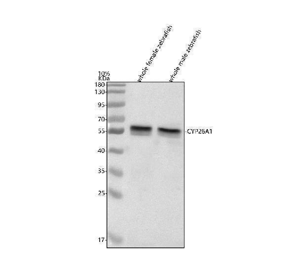 Anti-Zebrafish CYP26A1 Antibody Picoband® Boster Bio