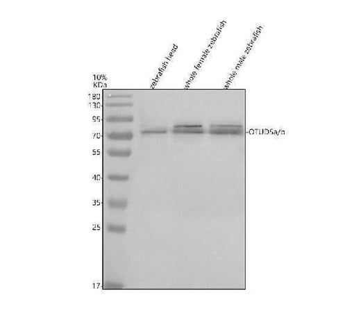 Anti-Zebrafish OTUD5a/b Antibody Picoband® Boster Bio