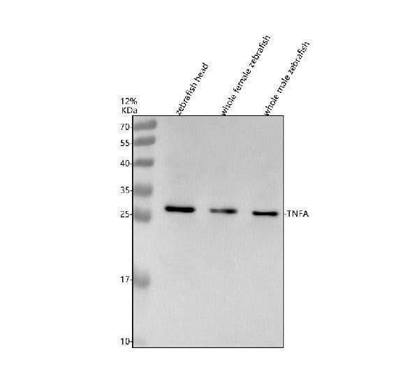 Anti-Zebrafish TNFA Antibody Picoband® Boster Bio