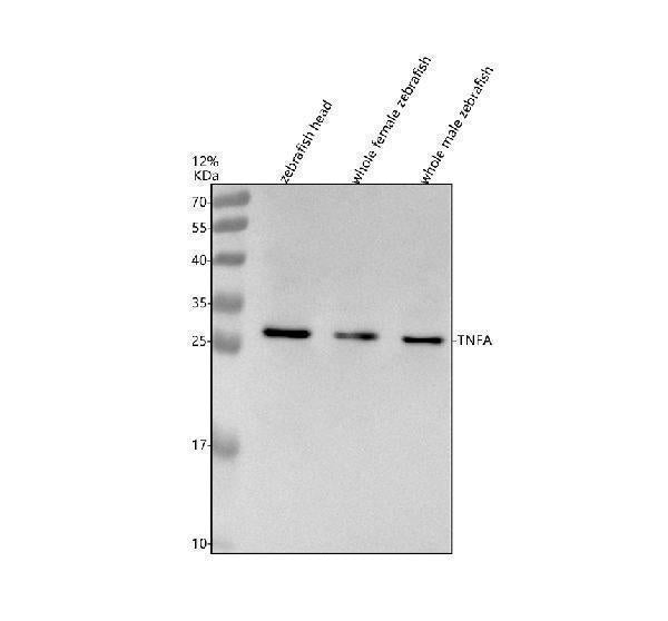 Anti-Zebrafish TNFA Antibody Picoband® Boster Bio