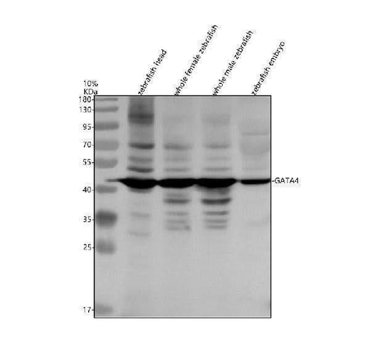 Anti-Zebrafish GATA4 Antibody Picoband® Boster Bio