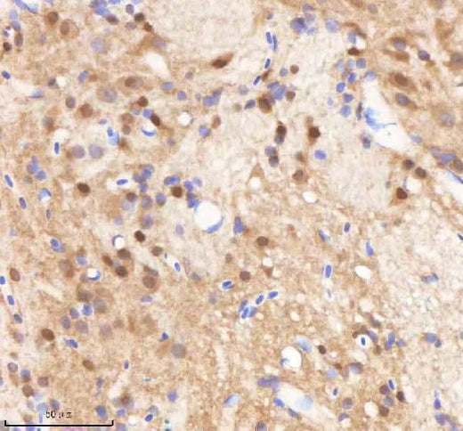 Anti-Zebrafish SF3B3 Antibody Boster Bio