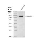 Anti-Zebrafish SLC6A4A Antibody Picoband® Boster Bio