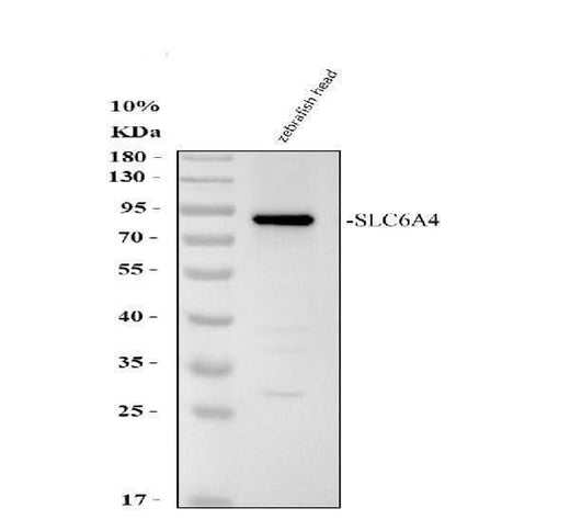Anti-Zebrafish SLC6A4A Antibody Picoband® Boster Bio