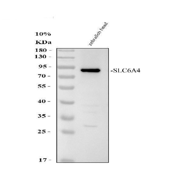 Anti-Zebrafish SLC6A4A Antibody Picoband® Boster Bio
