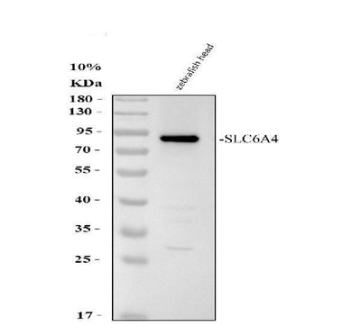 Anti-Zebrafish SLC6A4A Antibody Picoband® Boster Bio