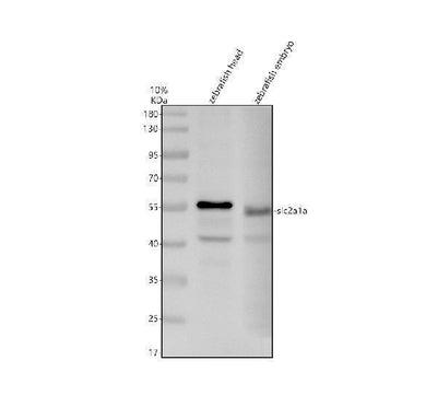 Anti-Zebrafish SLC2A1A Antibody Picoband® Boster Bio