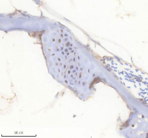 Anti-Zebrafish FGF20A Antibody Boster Bio