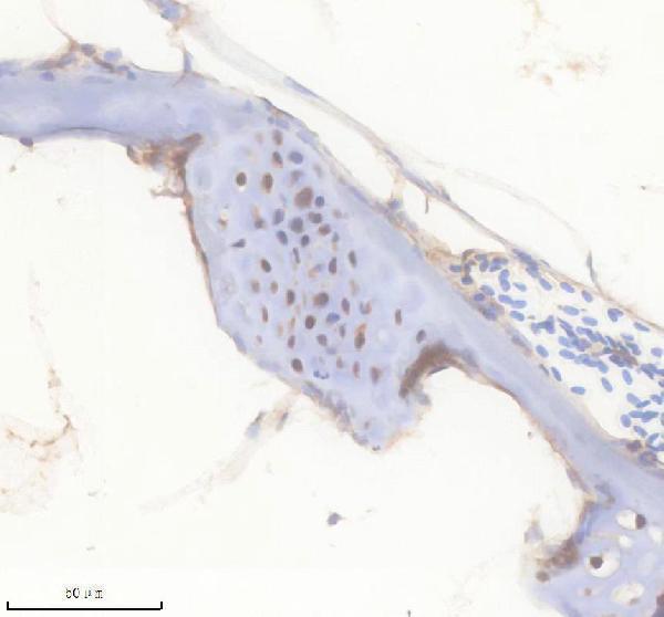Anti-Zebrafish FGF20A Antibody Boster Bio
