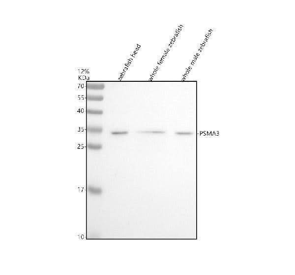 Anti-Zebrafish PSMA3 Antibody Picoband® Boster Bio