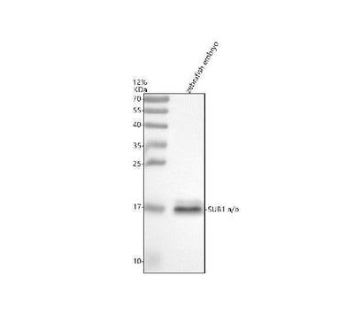 Anti-Zebrafish SUB1a/b Antibody Picoband® Boster Bio