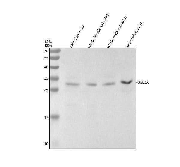 Anti-Zebrafish BCL2A Antibody Picoband® Boster Bio