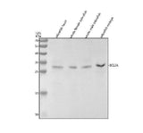 Anti-Zebrafish BCL2A Antibody Picoband® Boster Bio