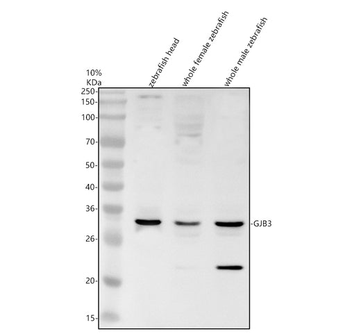 Boster AZQ567J2 validation image 1
