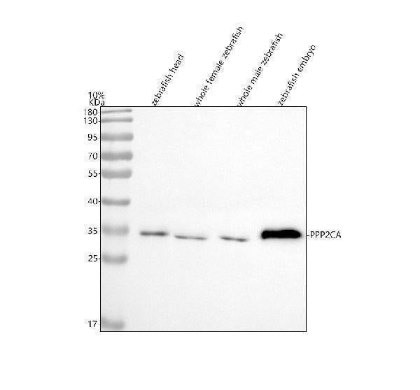 Anti-Zebrafish PPP2CA Antibody Picoband® Boster Bio