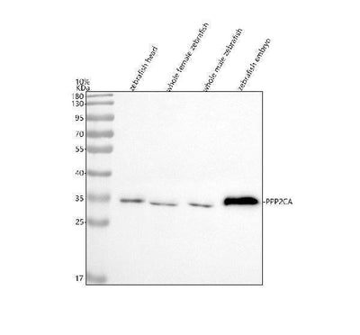 Anti-Zebrafish PPP2CA Antibody Picoband® Boster Bio