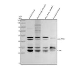 Anti-Zebrafish Cathepsin K/CTSK Antibody Picoband® Boster Bio