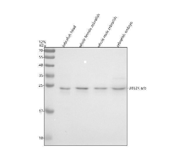 Anti-Zebrafish UBE2Ka/b Antibody Picoband® Boster Bio