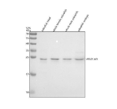 Anti-Zebrafish UBE2Ka/b Antibody Picoband® Boster Bio