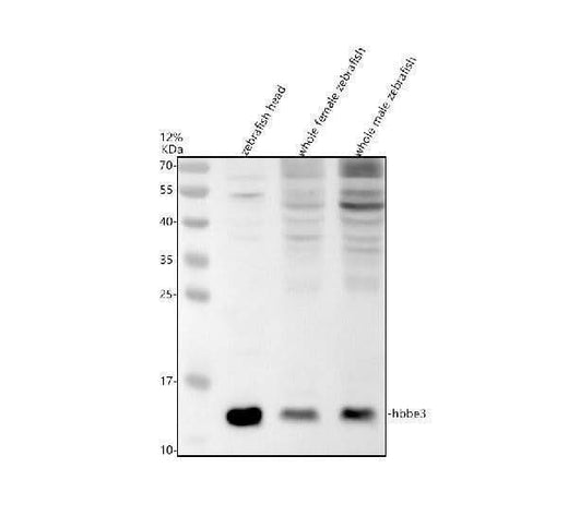 Anti-Zebrafish HBBE3 Antibody Picoband® Boster Bio