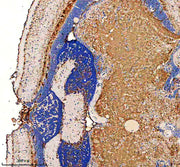 Boster AZQ5I2C7 validation image 2
