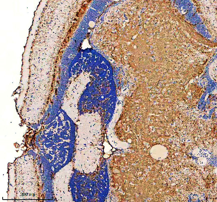 Boster AZQ5I2C7 validation image 2