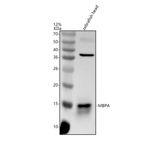 Boster AZQ5I2C7 validation image 1
