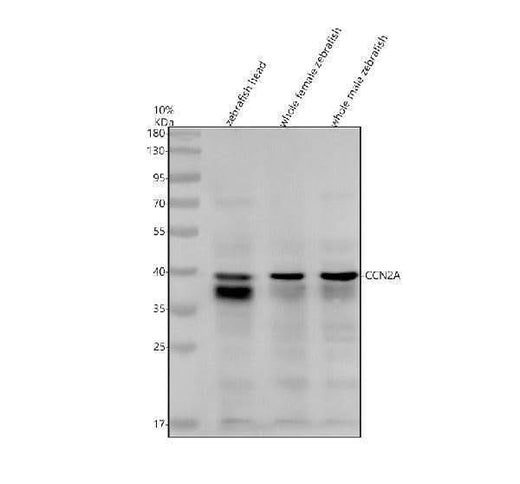 Anti-Zebrafish CCN2A Antibody Picoband® Boster Bio